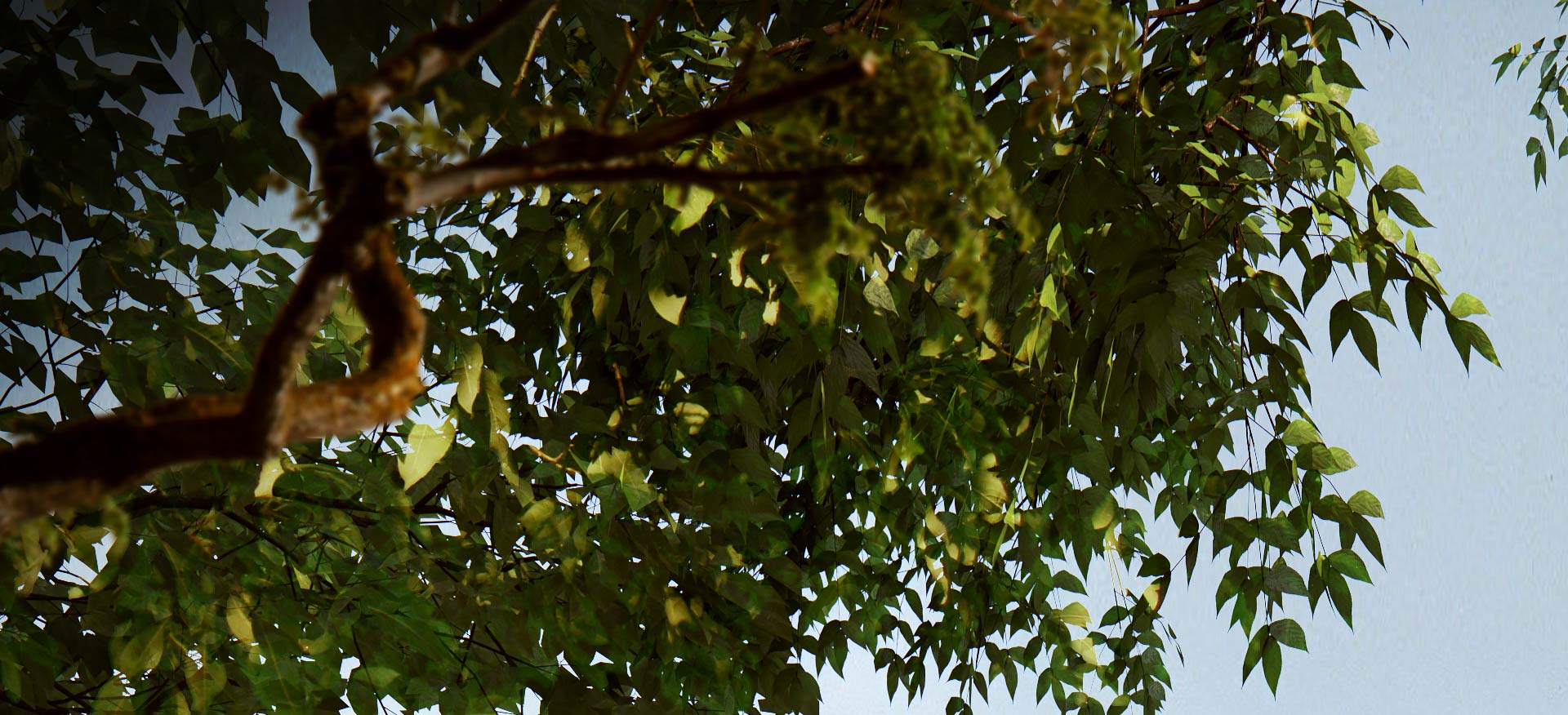 arbol-de-hojas-verdes